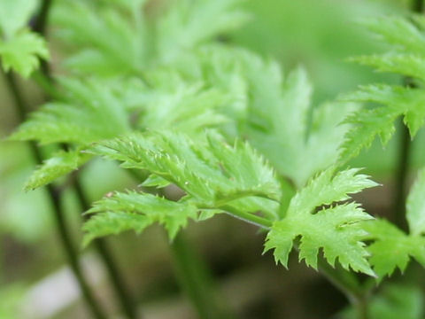 Coptis japonica var. dissecta