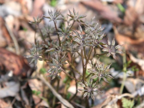 Coptis japonica var. dissecta