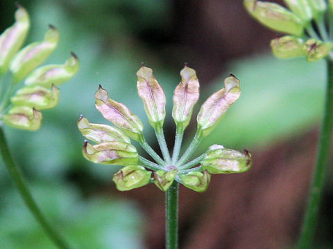 Coptis japonica var. dissecta