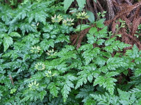 Coptis japonica var. dissecta