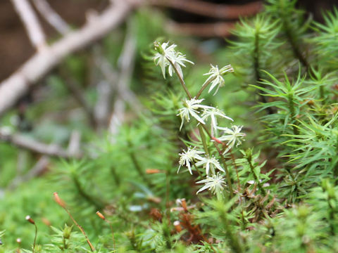 Coptis japonica var. dissecta