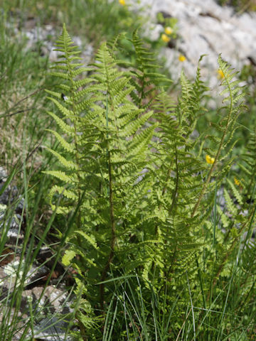 Dryopteris filix-mas