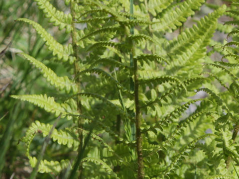 Dryopteris filix-mas