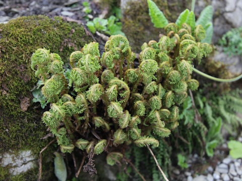 Dryopteris filix-mas