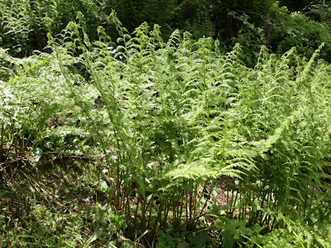 Dryopteris filix-mas