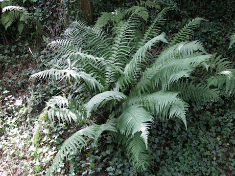 Dryopteris filix-mas