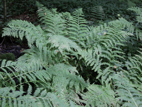 Dryopteris filix-mas