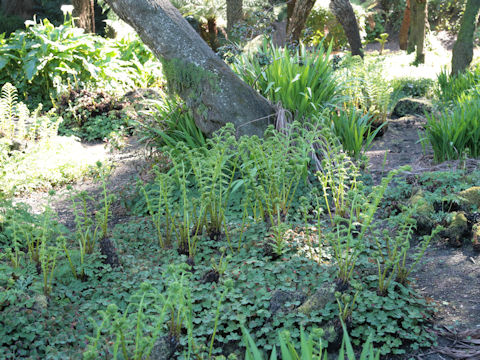 Dryopteris filix-mas