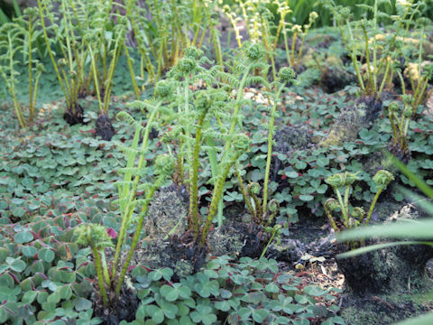 Dryopteris filix-mas