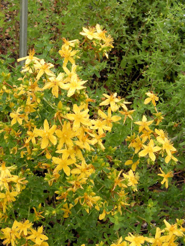 Hypericum perforatum var. perforatum