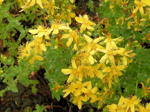 Hypericum perforatum var. perforatum