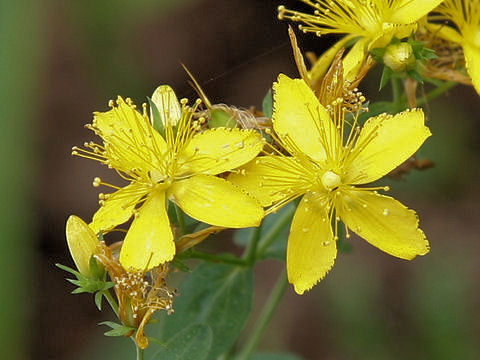 Hypericum perforatum var. perforatum