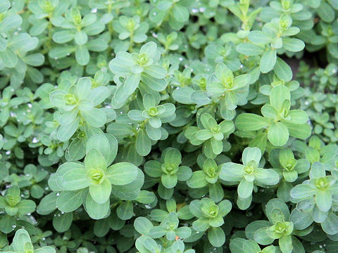 Hypericum perforatum var. perforatum