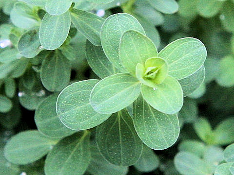 Hypericum perforatum var. perforatum