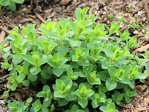 Hypericum perforatum var. perforatum