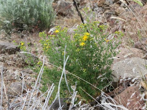 Hypericum perforatum var. perforatum