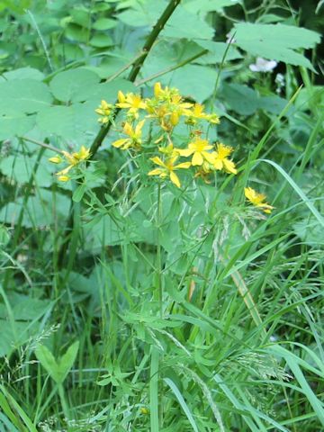 Hypericum perforatum var. perforatum