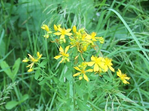 Hypericum perforatum var. perforatum