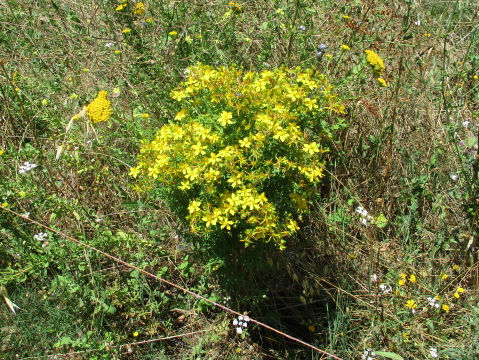 Hypericum perforatum var. perforatum