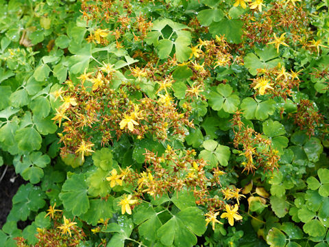 Hypericum perforatum var. perforatum