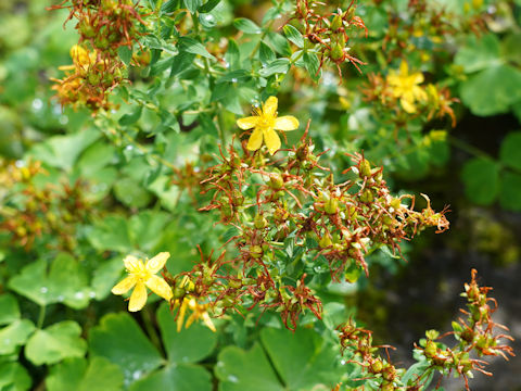 Hypericum perforatum var. perforatum