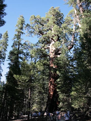 Sequoiadendron giganteum