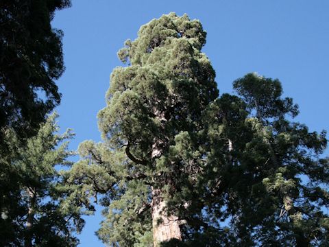 Sequoiadendron giganteum