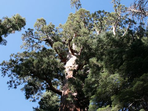 Sequoiadendron giganteum