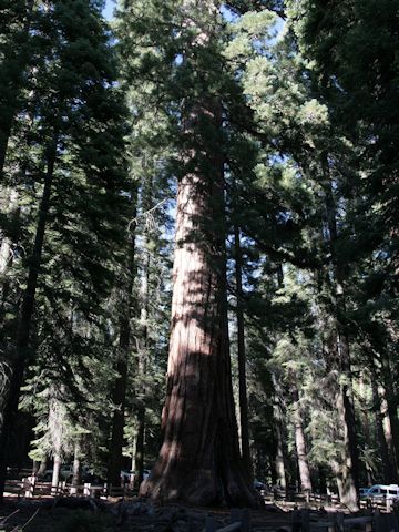 Sequoiadendron giganteum