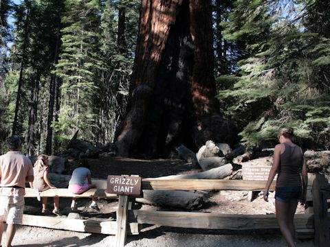 Sequoiadendron giganteum