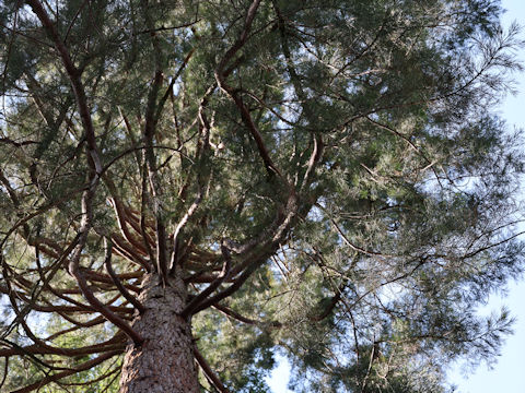 Sequoiadendron giganteum