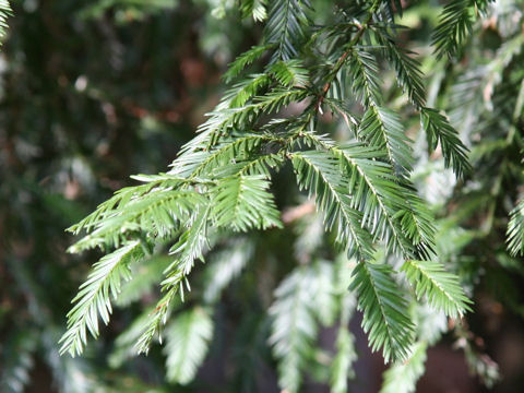 Sequoia sempervirens