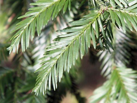 Sequoia sempervirens