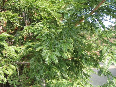 Sequoia sempervirens