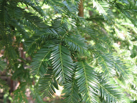 Sequoia sempervirens