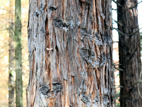 Sequoia sempervirens