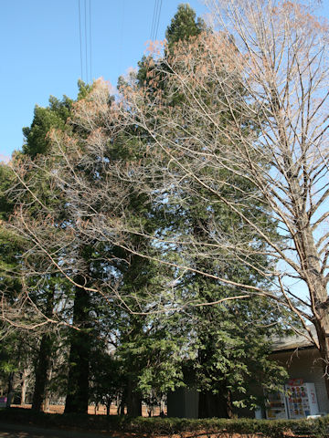 Sequoia sempervirens