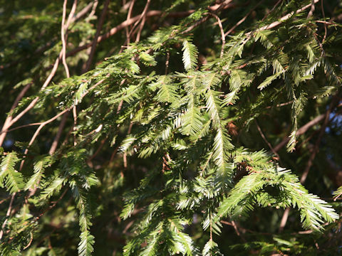 Sequoia sempervirens