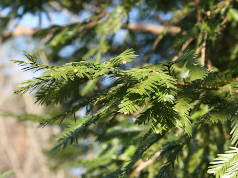 Sequoia sempervirens