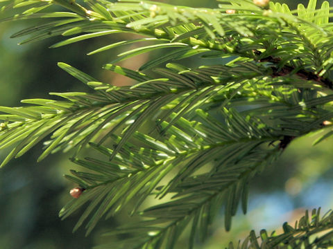 Sequoia sempervirens