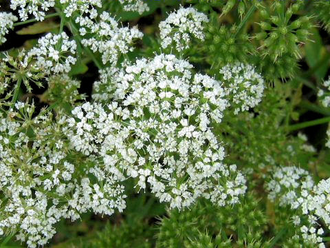 Oenanthe javanica