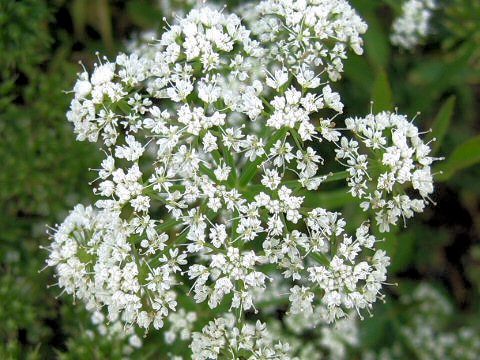 Oenanthe javanica