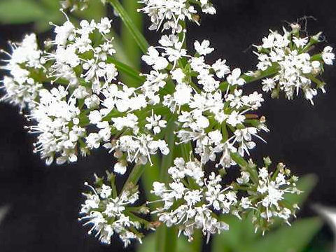 Oenanthe javanica