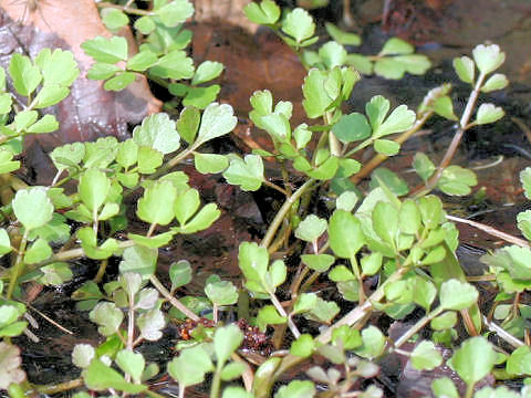 Oenanthe javanica