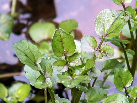 Oenanthe javanica