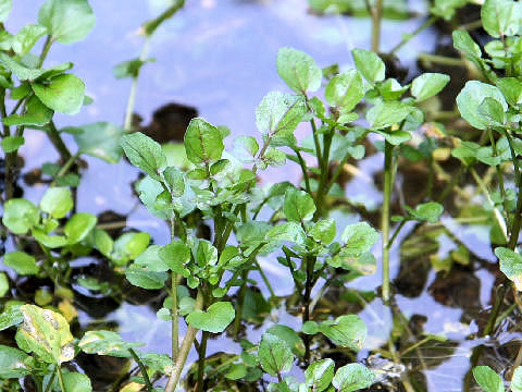 Oenanthe javanica