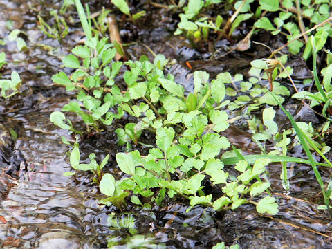 Oenanthe javanica