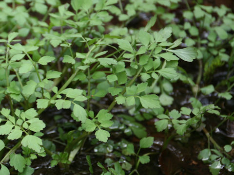 Oenanthe javanica