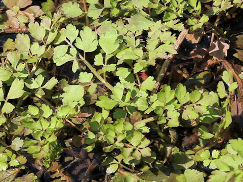 Oenanthe javanica