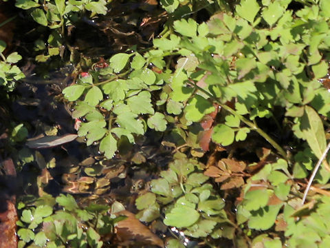 Oenanthe javanica